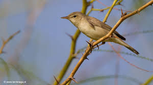 Oostelijke Spotvogels