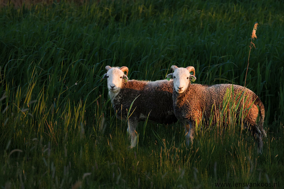 WILTSHIRE HORN: Stoer en fotogeniek