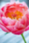 PEONY 8X12 tray.jpg