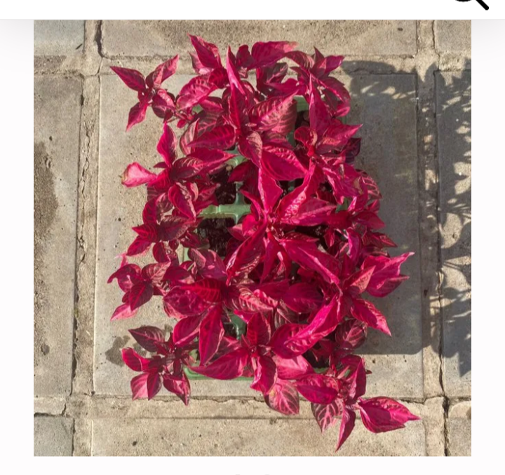 Miniatura: Lembrancinhas plantas aescolher