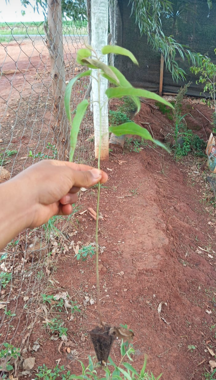 Miniatura: Eucalipto várias espécies