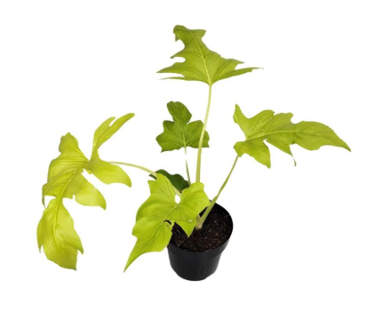Miniatura: Philodendron Selloum Gold P-17 ou 20