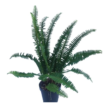 Miniatura: Samambaia de Sol