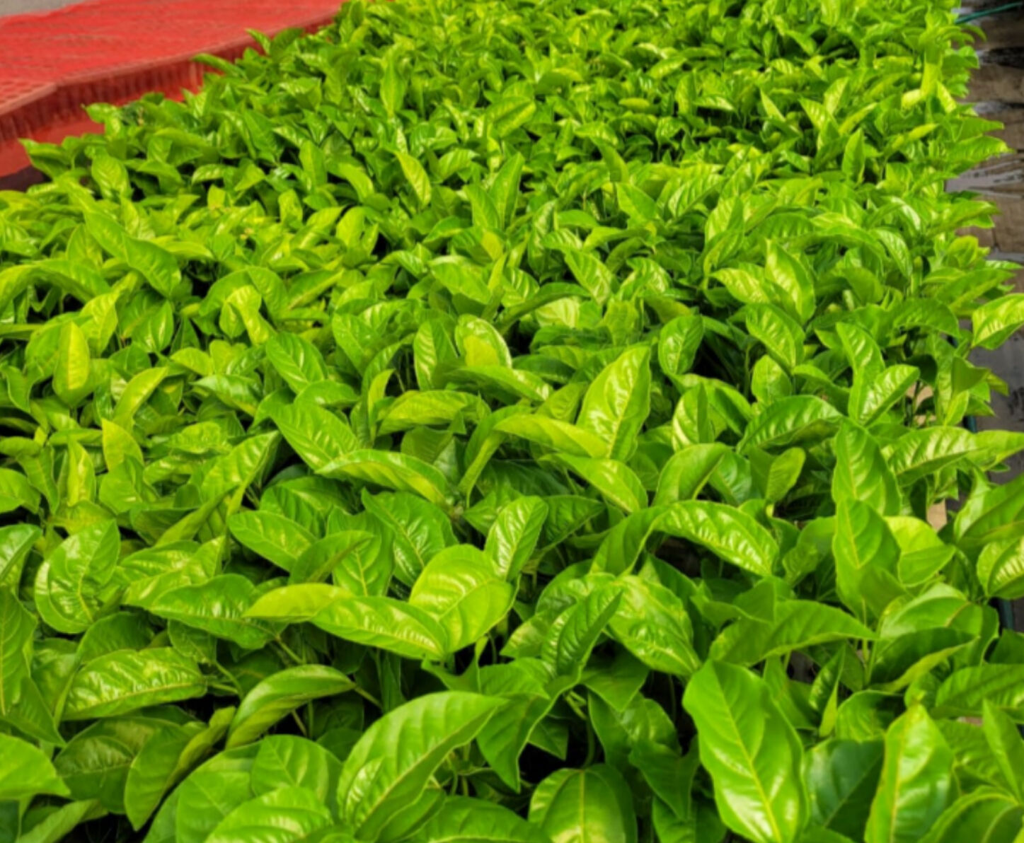 Maracujá Azedo (mudas)