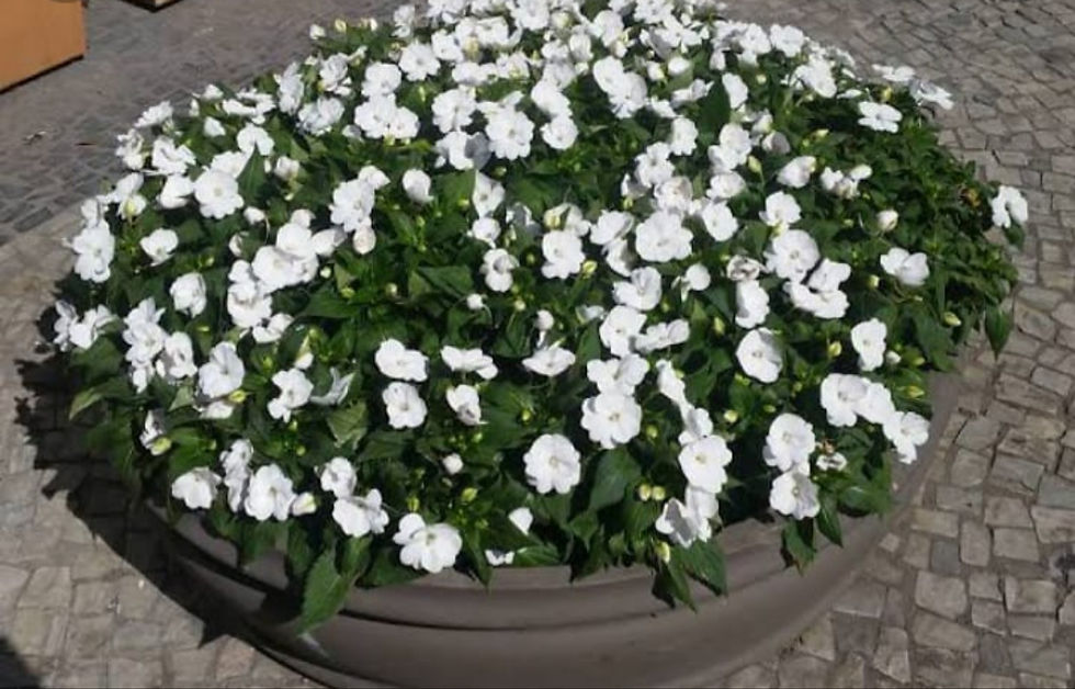 Miniatura: Sunpatiens/ Beijo Americano na cuia 21