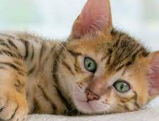 ΠΡΟΓΡΑΜΜΑ ΣΤΕΙΡΩΣΕΩΝ ΑΔΕΣΠΟΤΩΝ ΖΩΩΝ ΣΥΝΤΡΟΦΙΑΣ 