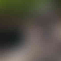 Couple gets married at Wedding ceremony in the forest