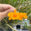 Thumbnail: Dendrobium chryseum