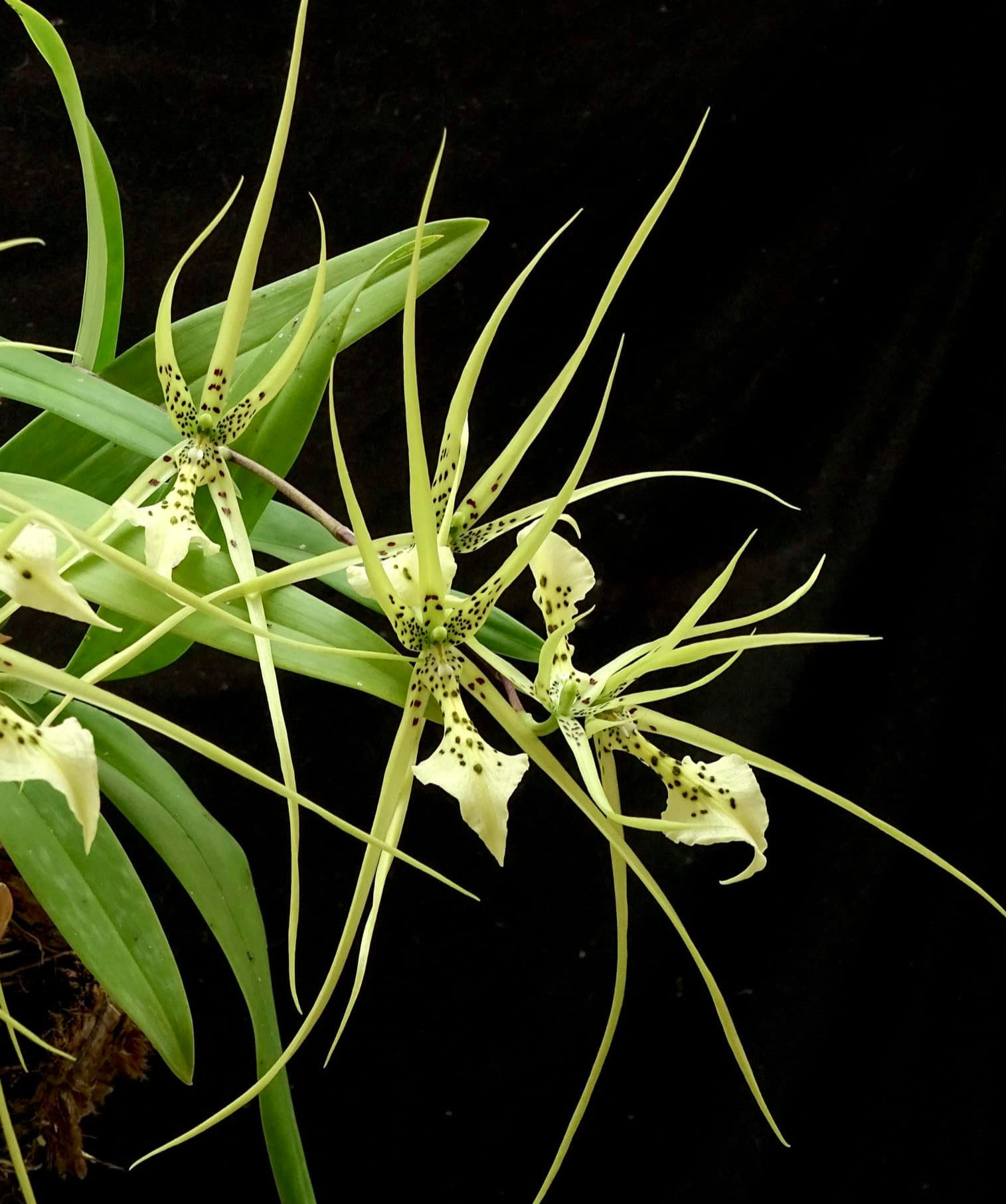 Brassia verrucosa