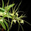 Thumbnail: Brassia verrucosa