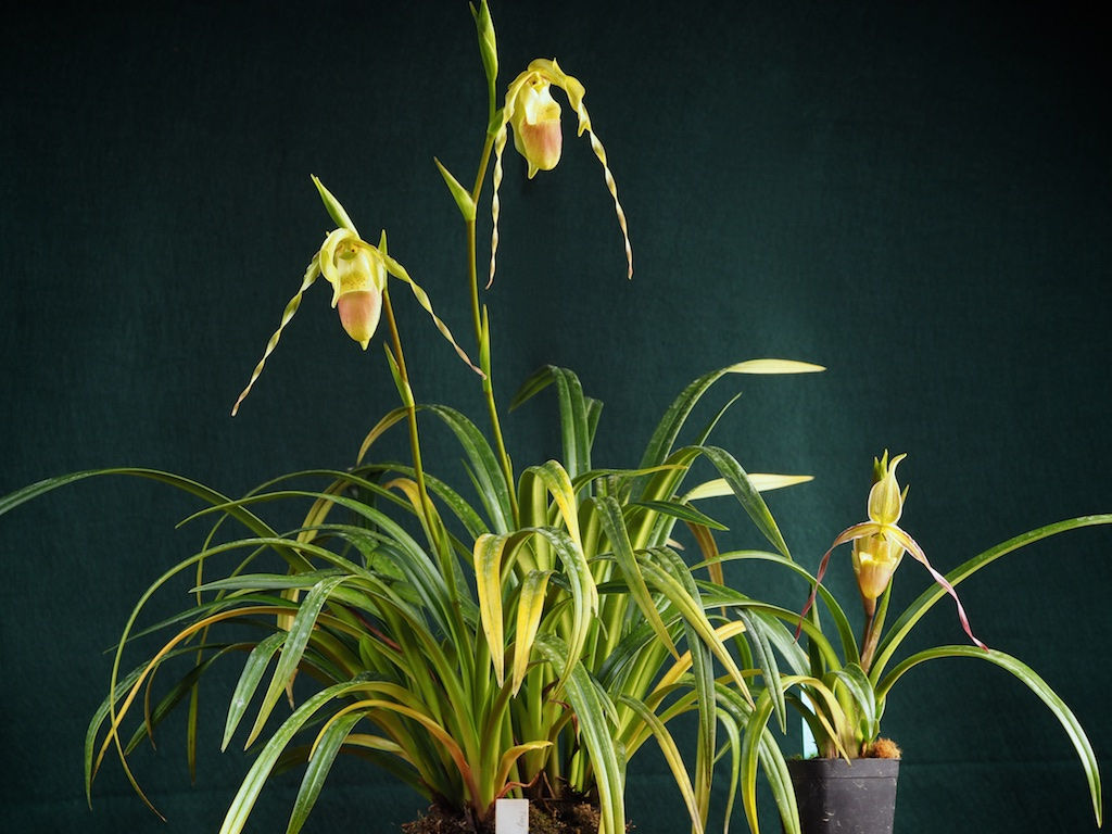 Phragmipedium roezlii