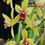 Thumbnail: Cymbidium Srivijai 'Emerald' (MC)