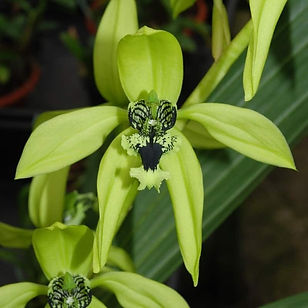 coelogyne-pandurata-coel017.jpg
