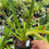 Thumbnail: Phragmipedium roezlii