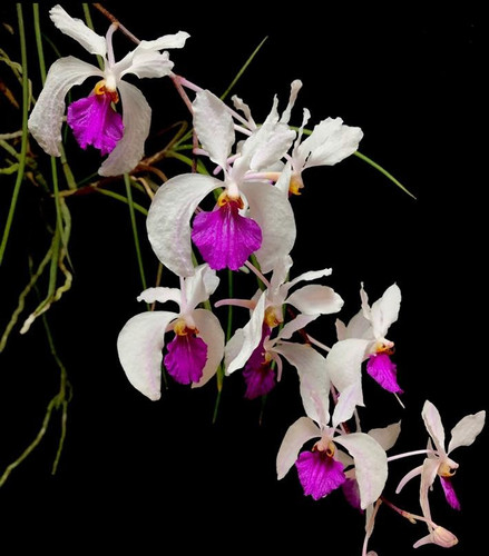 Holcoglossum (Vanda) kimballianum | My Site