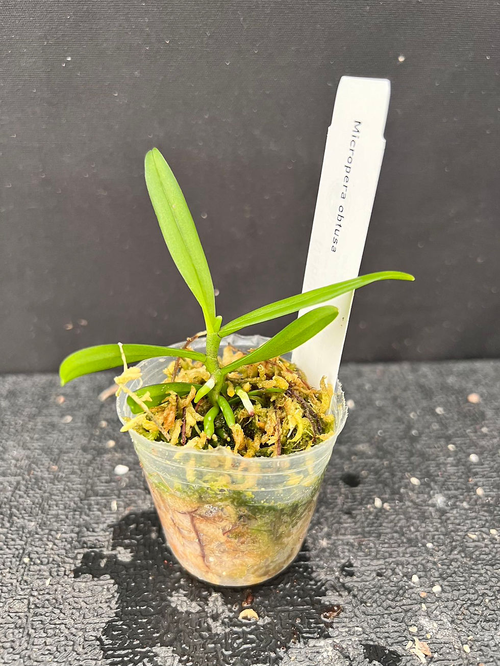 Thumbnail: Micropera obtusa