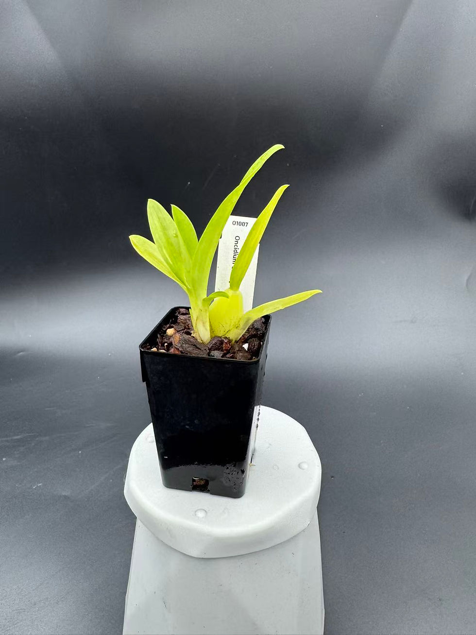 Thumbnail: Oncidium Sharry Baby 'Leca'