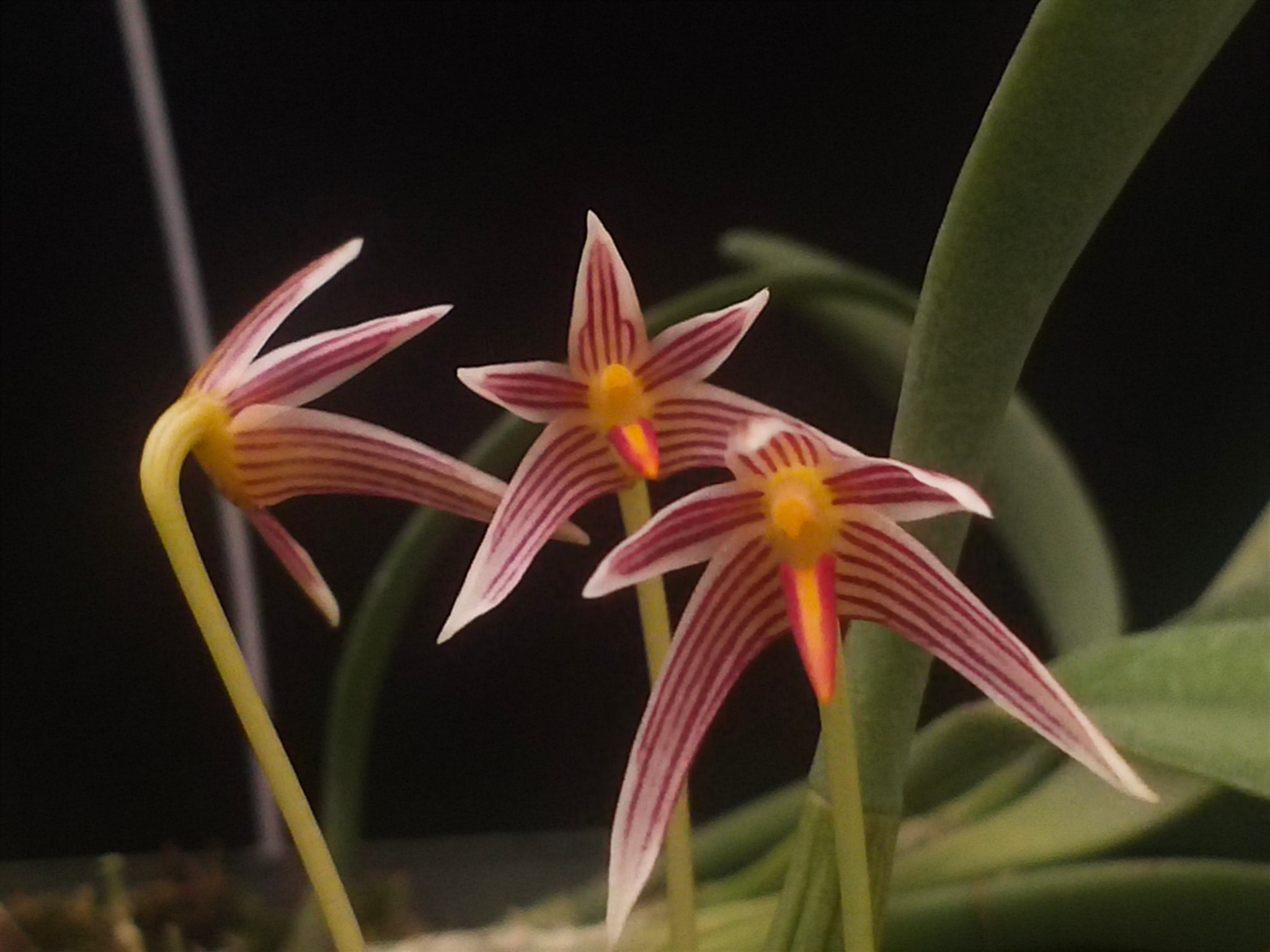 Bulbophyllum affine