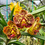 Thumbnail: Vanda Painter's Dream × Vanda Kulwadee Fragrance