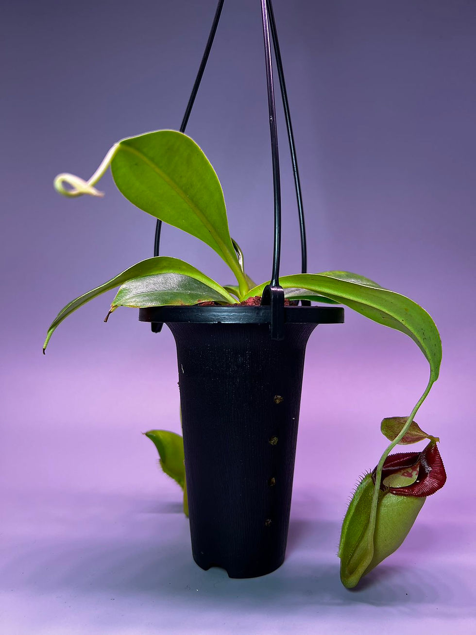 Thumbnail: Little hanging tall orchid pot