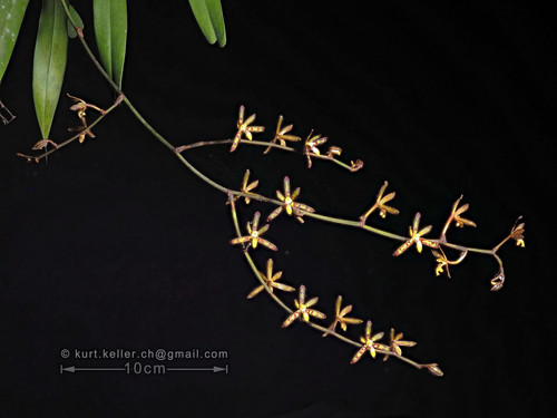 Arachnis labrosa My Site