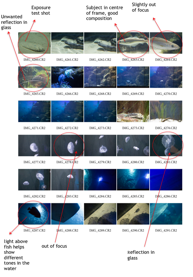 5th Photoshoot- National Marine Aquarium