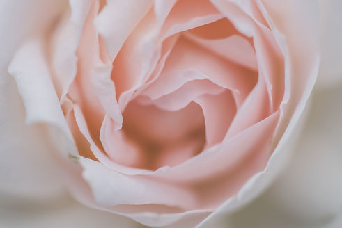 white-rose-in-close-up-photography-35280