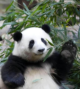 成都パンダ基地の超大スター・花花(ホアホア)。その愛らしさはまさに国宝