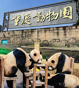 Pandas at Chongqing Zoo: A humorous photo of four pandas sitting around a wooden table. Their human-like behavior is endearing.