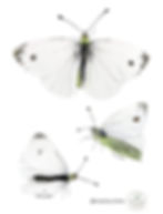 Ilustración de una mariposa de la col hembra. 
