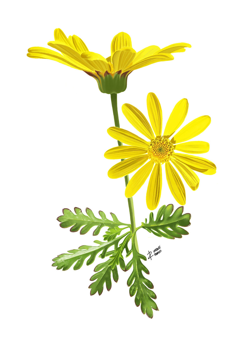 Ilustración margarita amarilla