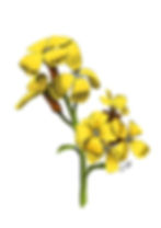 Imagen de una ilustración de una flor amarilla