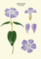 Ilustración científica de la flor Hierba doncella