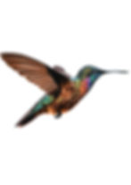 Ilustración de un colibrí