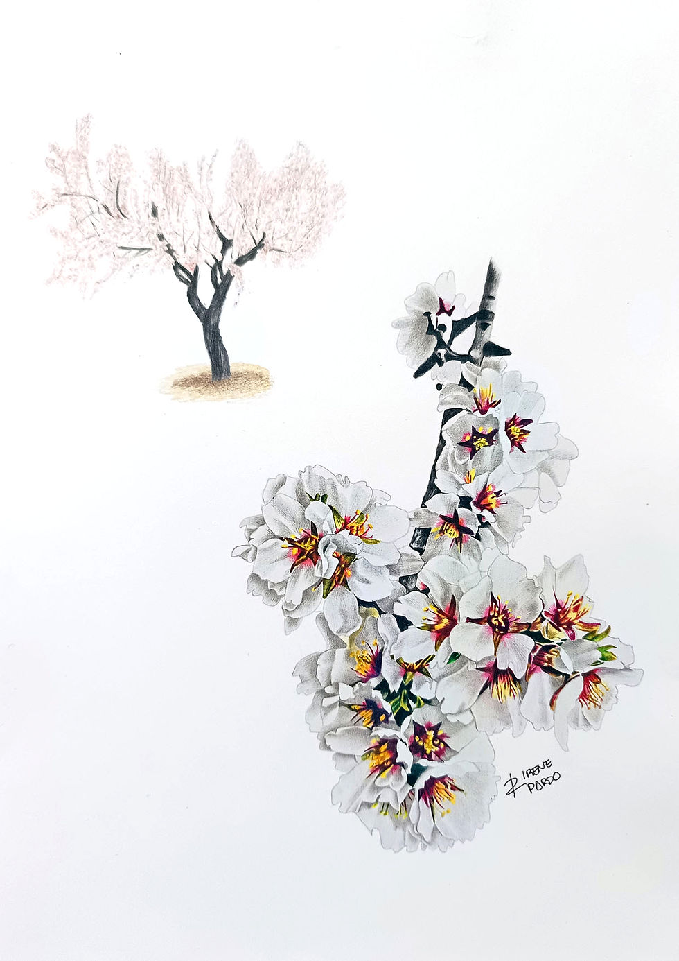 Ilustración almendro en flor