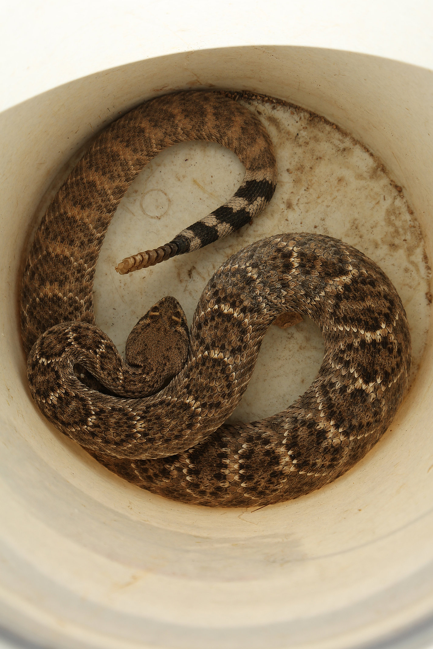 Snake Removal | Tucson, AZ | Animal Experts, Inc.