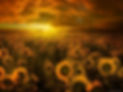 Tournesols