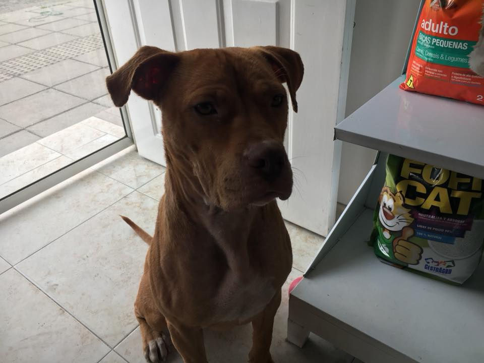 CANELA