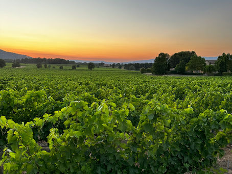 Château Paradis: Rosé, Rhythm, and a Provençal Sunset