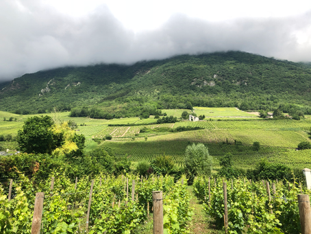 Savoie wine vineyards