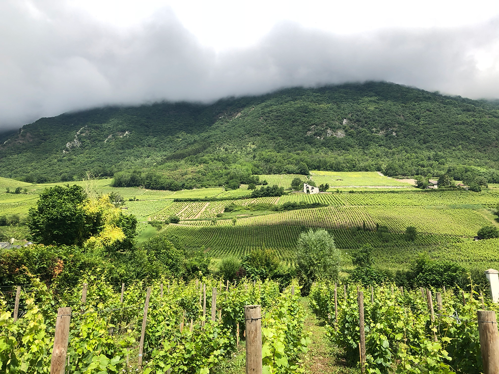 Savoie, France vineyards