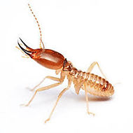 Termite 2.jpg