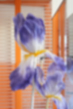 DSC01421.JPG