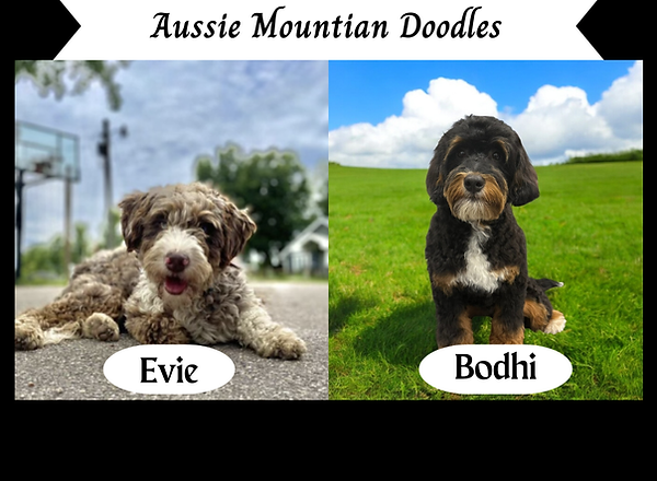 F1 Cavapoos (2).png