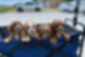 Cavapoo Puppies