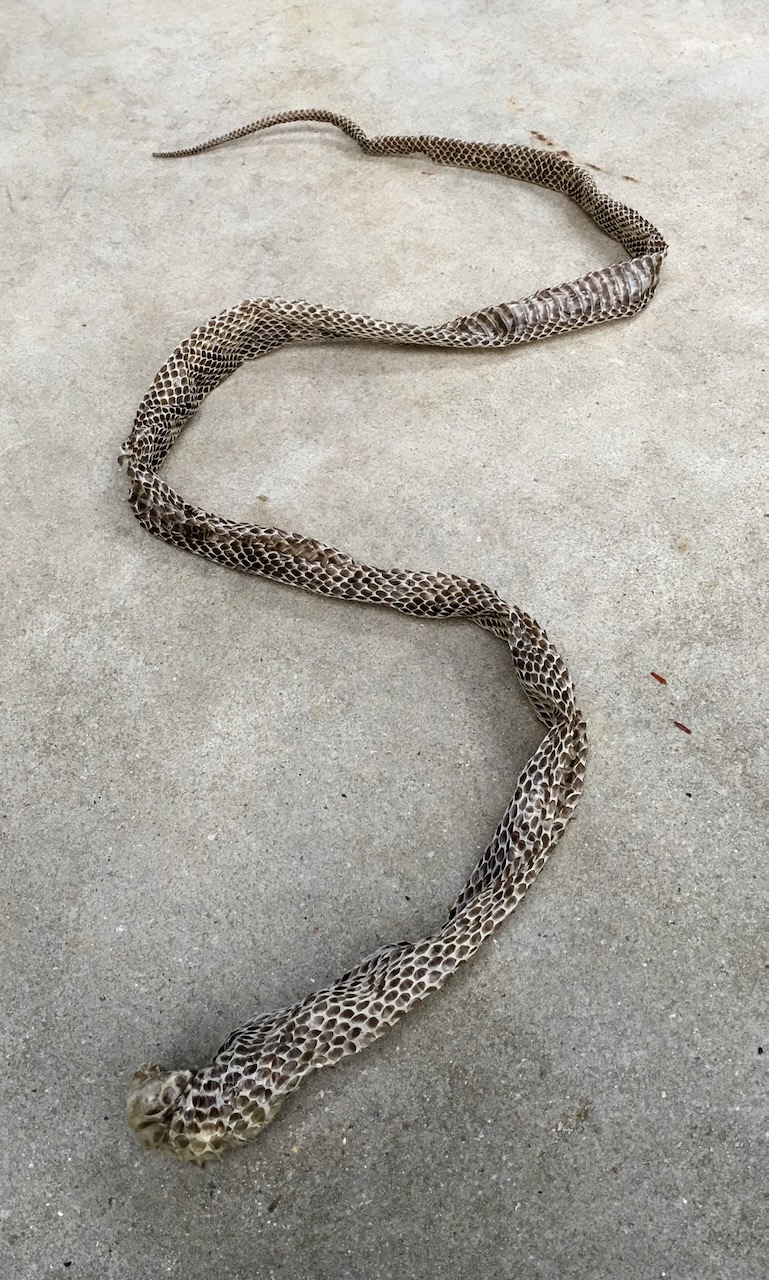 The Snakes (or: When We Realized This Was Going to Be a Project)