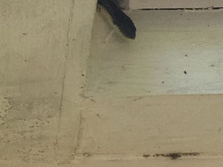 The Snakes (or: When We Realized This Was Going to Be a Project)