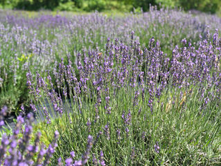 Relax with a massage in the lavender field