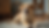 Close-up view of a dog sitting attentively waiting for a treat