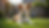 Eye-level view of a dog sitting attentively in a backyard
